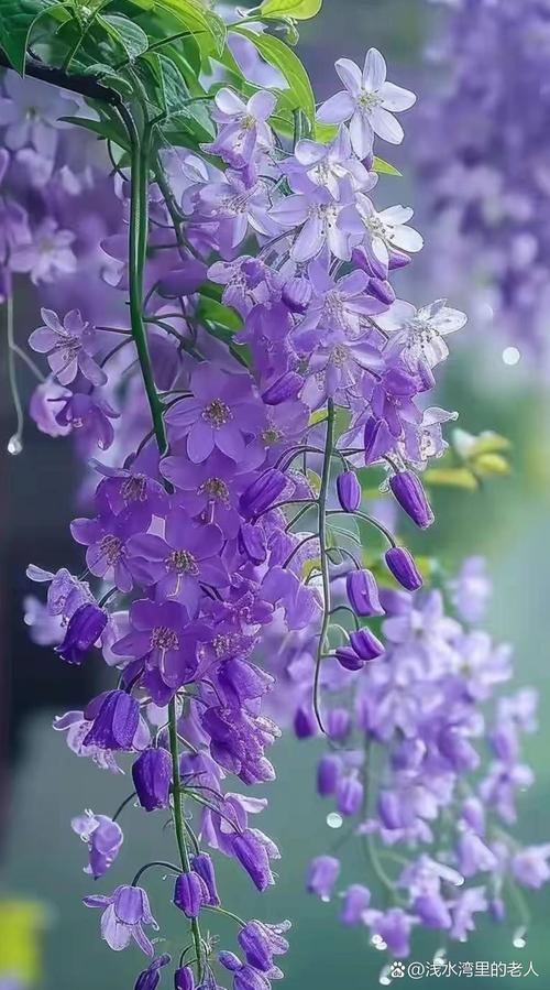 紫藤花哪个品种颜值最高?-图1 紫藤花哪个品种颜值最高?-图1