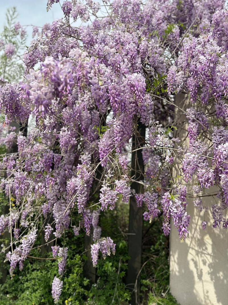 紫藤花哪个品种颜值最高?-图2 紫藤花哪个品种颜值最高?-图2