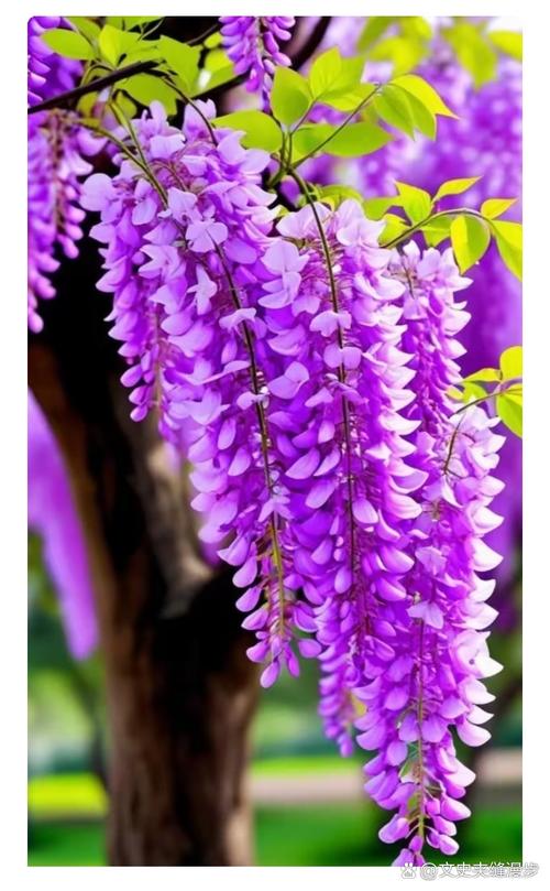 紫藤花哪个品种颜值最高?-图3 紫藤花哪个品种颜值最高?-图3