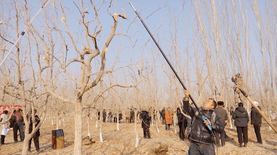 枣树冬季修剪技术视频-图1 枣树冬季修剪技术视频-图1