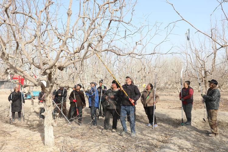 枣树冬季修剪技术视频-图3 枣树冬季修剪技术视频-图3