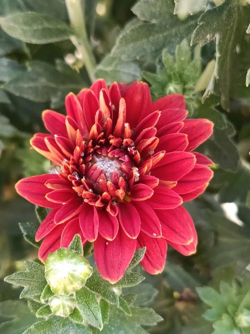 红色菊花有哪些常见品种？-图1