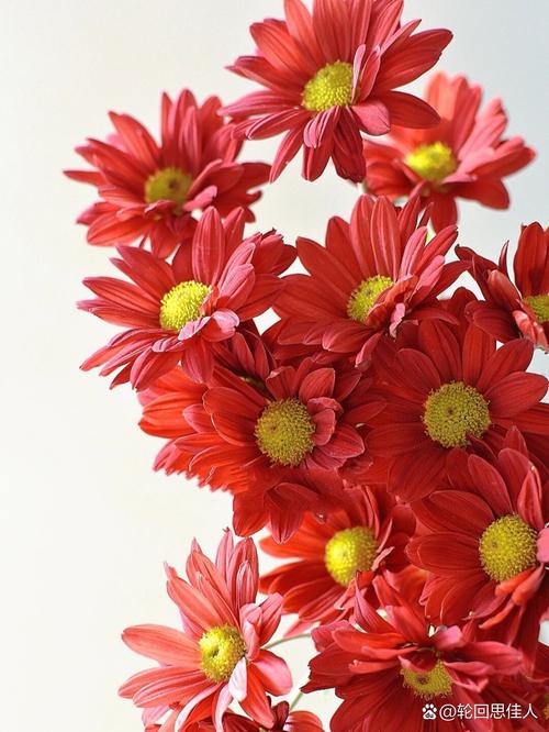 红色菊花有哪些常见品种？-图2