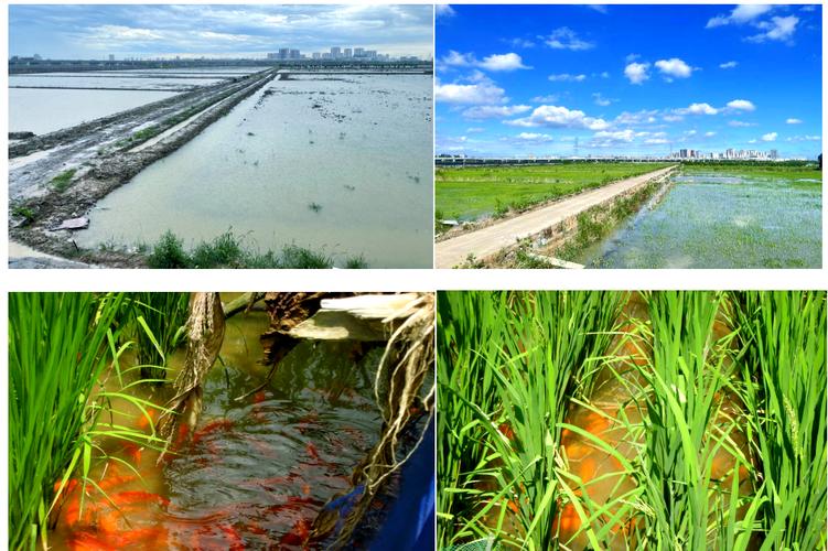 稻田养鱼技术有哪些要点？-图1