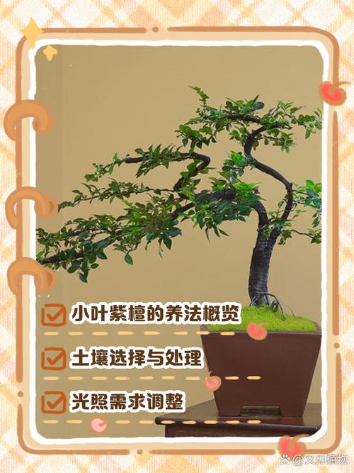 小叶紫檀室内养殖难不难?-图1 小叶紫檀室内养殖难不难?-图1