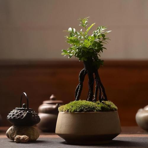 小叶紫檀室内养殖难不难?-图2 小叶紫檀室内养殖难不难?-图2