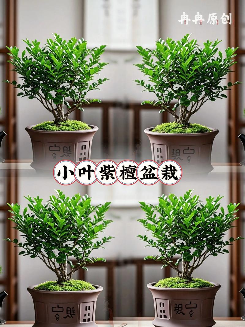 小叶紫檀室内养殖难不难?-图3 小叶紫檀室内养殖难不难?-图3