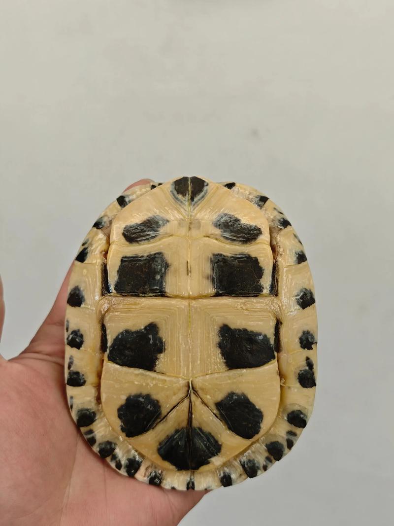 2025安布龟苗价格会是多少?-图2 2025安布龟苗价格会是多少?-图2