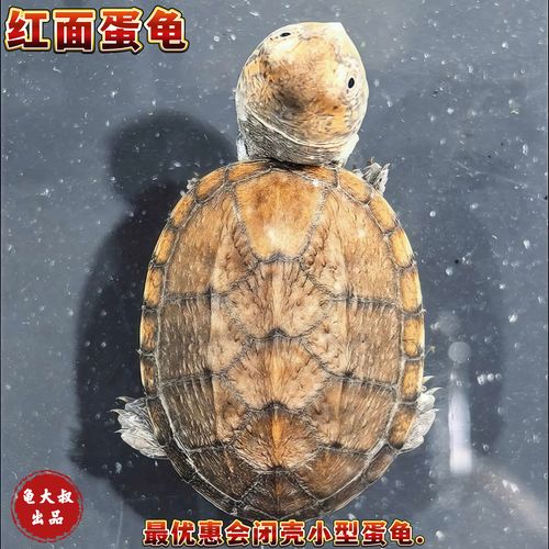 2025安布龟苗价格会是多少?-图1 2025安布龟苗价格会是多少?-图1