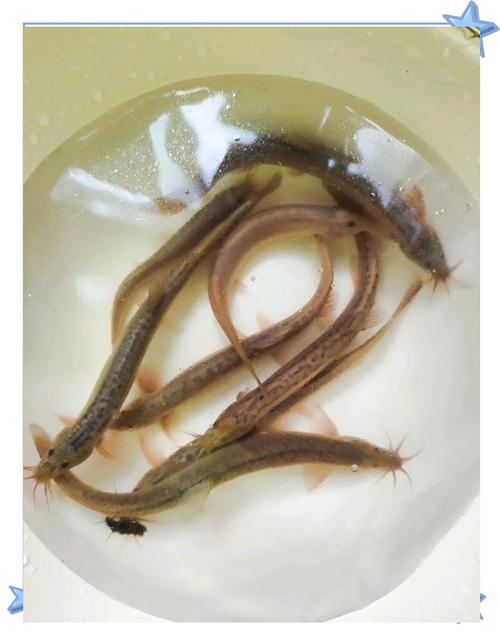 泥鳅养殖常见品种有哪些？-图1