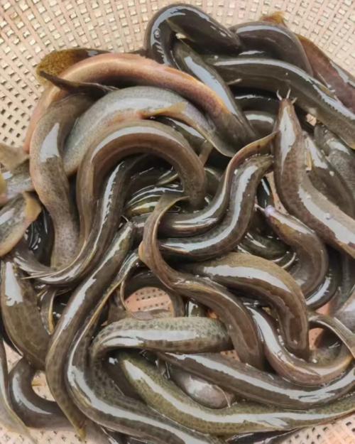 泥鳅养殖常见品种有哪些？-图3