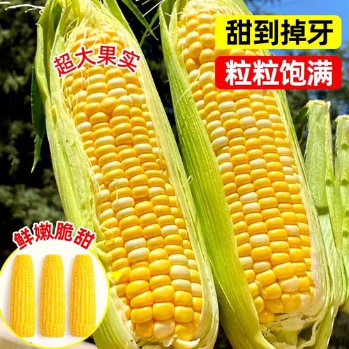 水果玉米育苗视频，关键技术有哪些？-图2