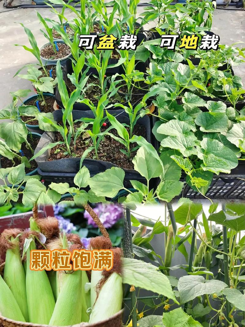 水果玉米育苗视频，关键技术有哪些？-图3