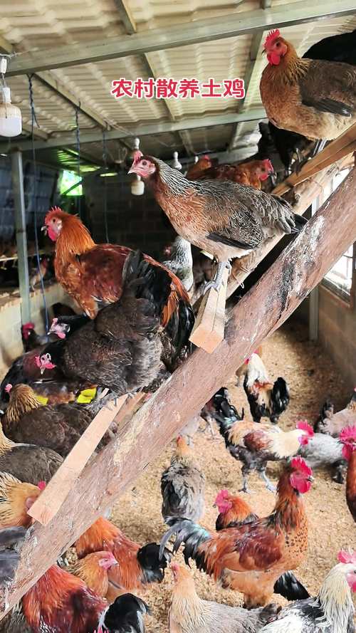 新手养鸡全套技术视频有哪些关键要点？-图1