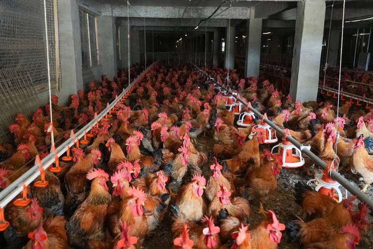 新手养鸡全套技术视频有哪些关键要点？-图3