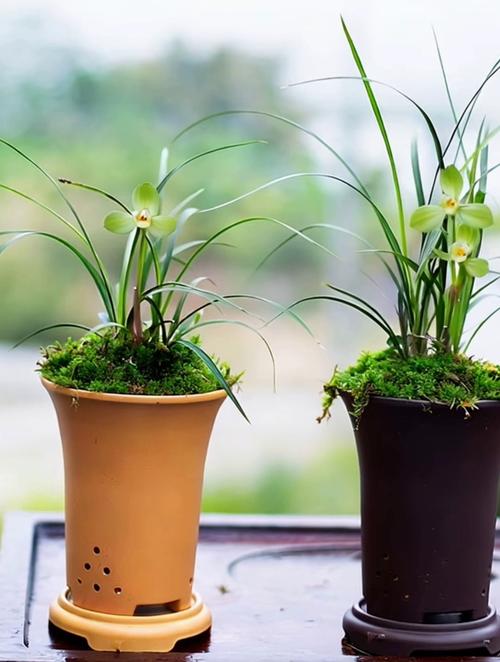 家里适合养啥品种兰花-图2