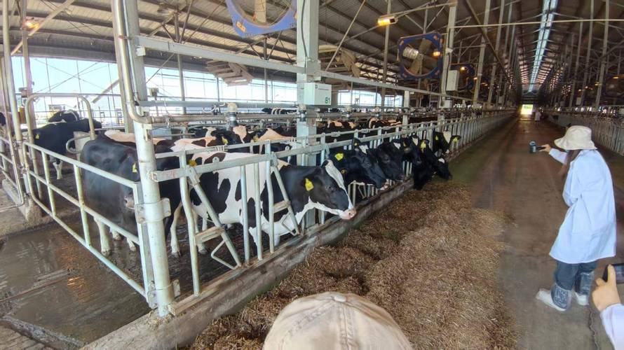 北京哪里能看养牛技术视频?-图2 北京哪里能看养牛技术视频?-图2