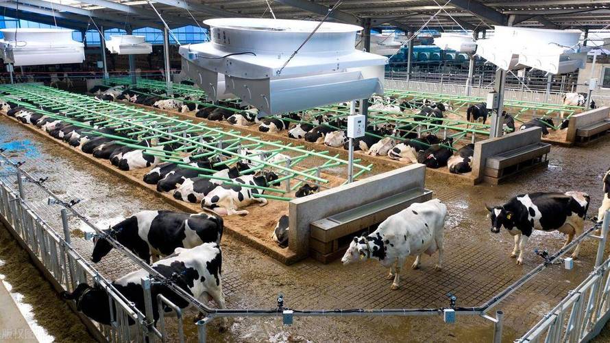 北京哪里能看养牛技术视频?-图3 北京哪里能看养牛技术视频?-图3