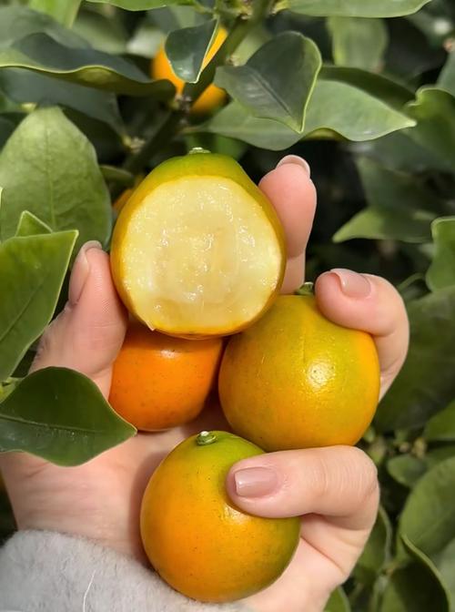 哪个桔子品种最赚钱？-图1