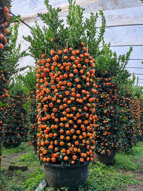 哪个桔子品种最赚钱？-图2