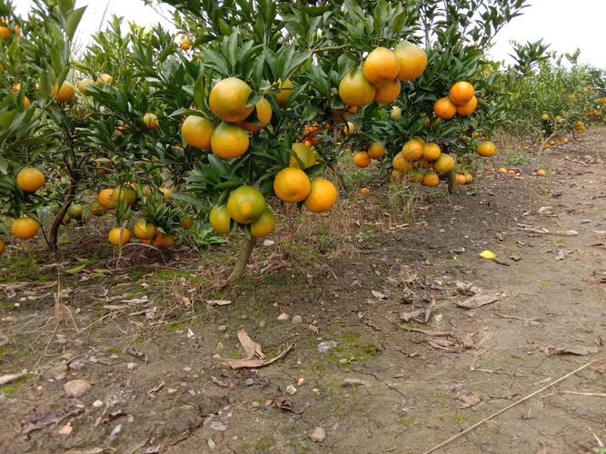哪个桔子品种最赚钱？-图3