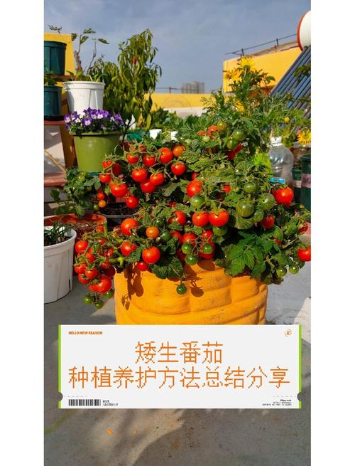 西红柿树水培种植技术-图2