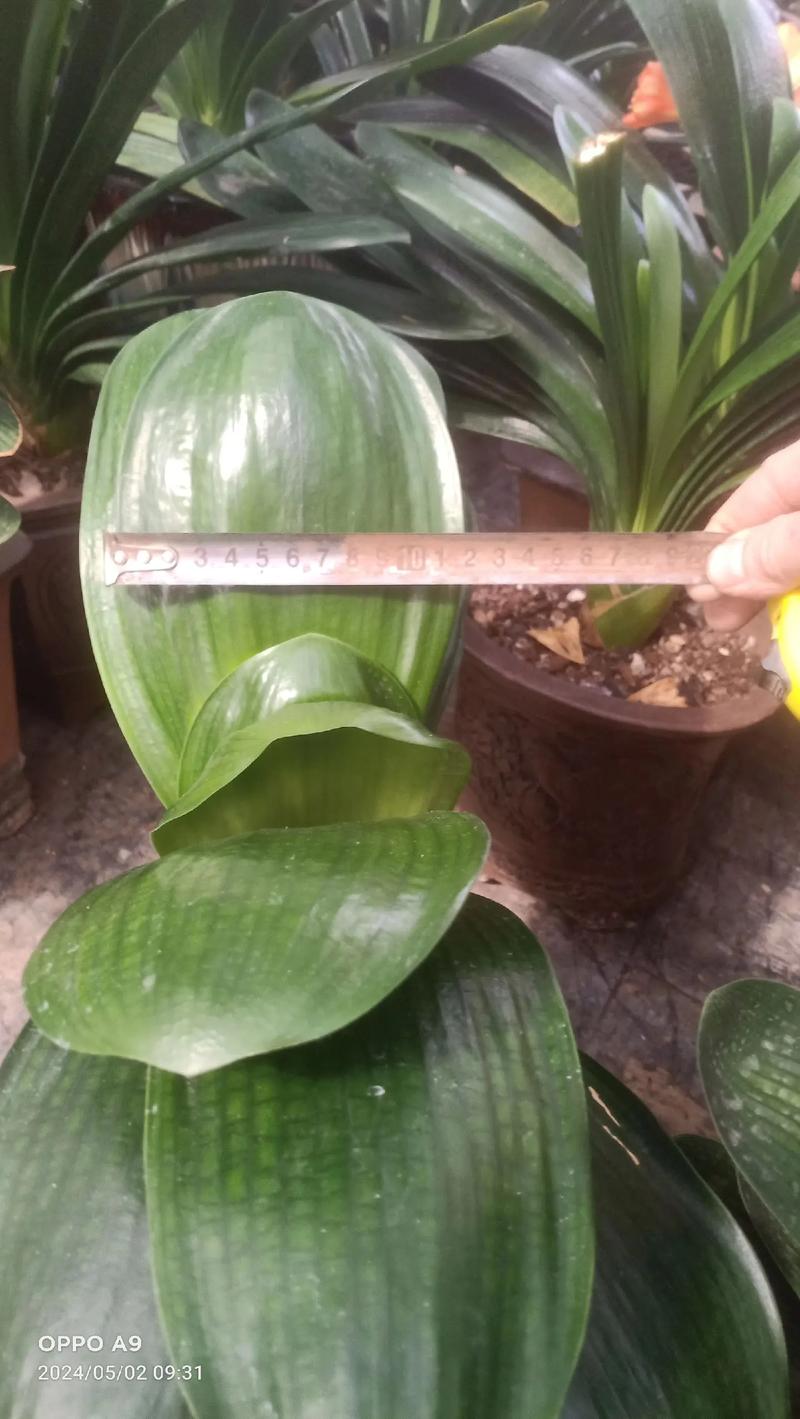 宽叶子兰花是什么品种-图1 宽叶子兰花是什么品种-图1