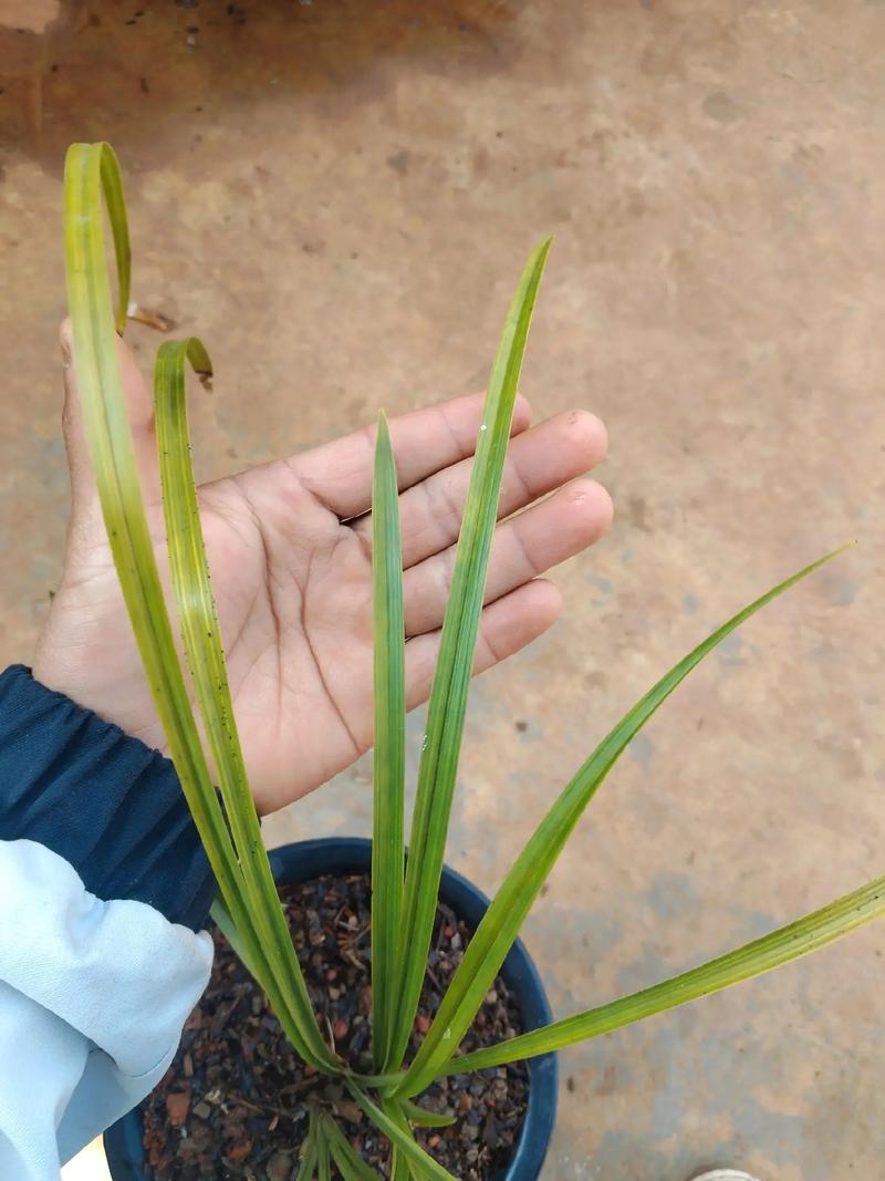 宽叶子兰花是什么品种-图2 宽叶子兰花是什么品种-图2