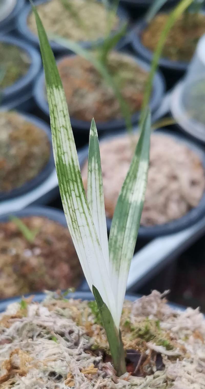 宽叶子兰花是什么品种-图3 宽叶子兰花是什么品种-图3