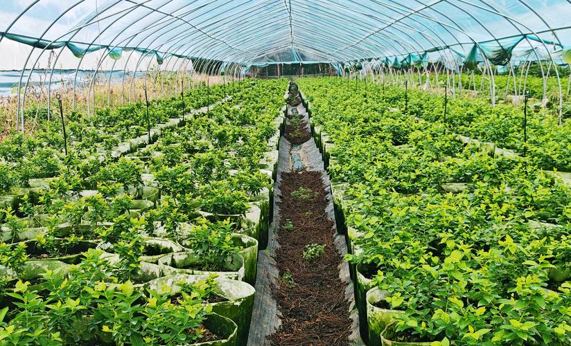 农村种植前景好的品种-图1 农村种植前景好的品种-图1