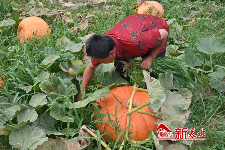 农村种植前景好的品种-图3