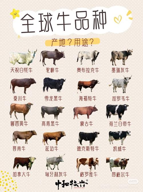 优质肉牛品种有哪些?-图3 优质肉牛品种有哪些?-图3