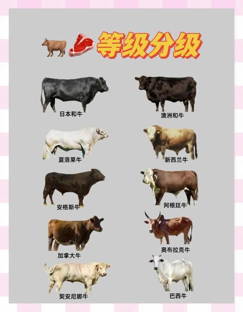 优质肉牛品种有哪些？-图2