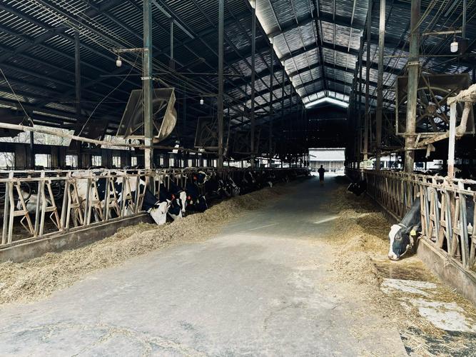 云南奶牛养殖技术扶持有哪些具体措施？-图2