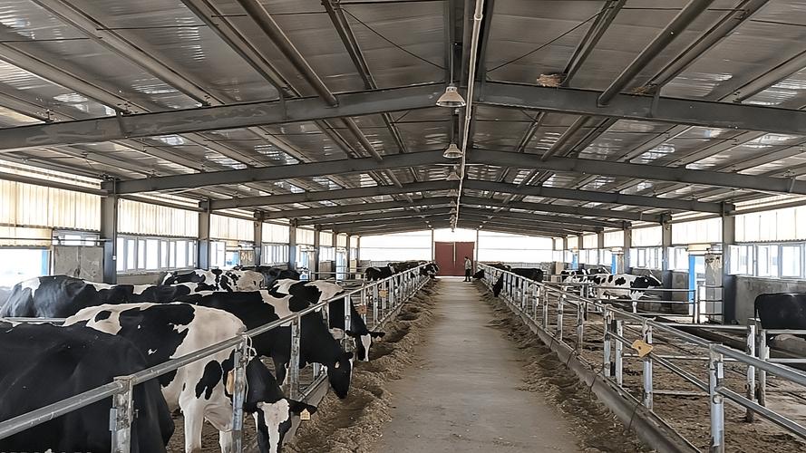 云南奶牛养殖技术扶持有哪些具体措施？-图3