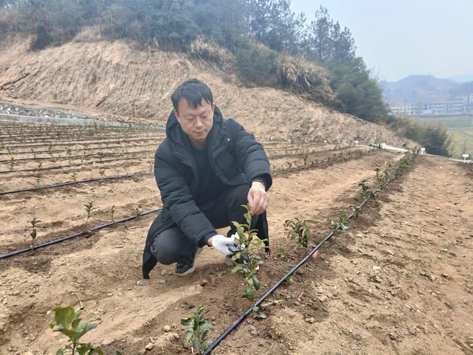 茶叶种植技术视频如何高效播放学习?-图1 茶叶种植技术视频如何高效播放学习?-图1