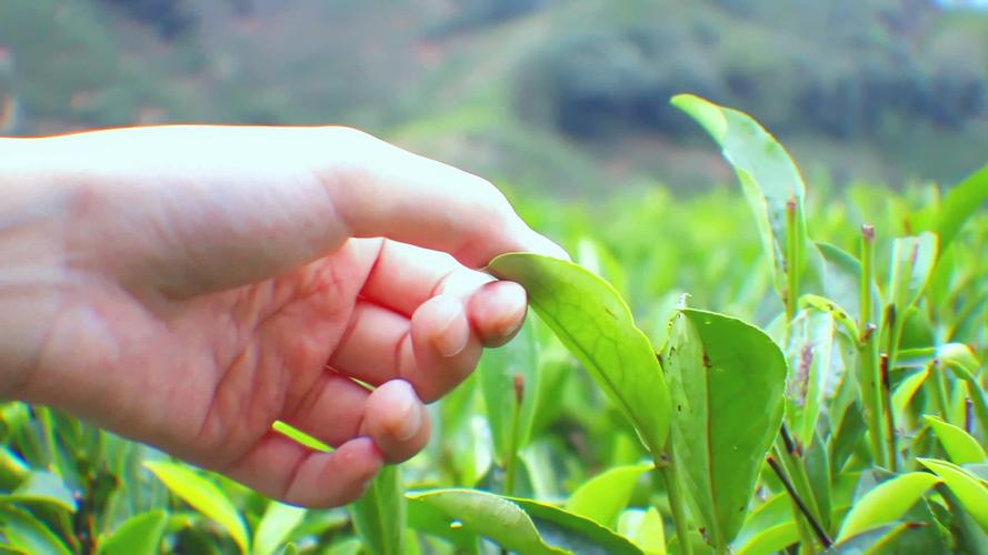 茶叶种植技术视频如何高效播放学习?-图2 茶叶种植技术视频如何高效播放学习?-图2