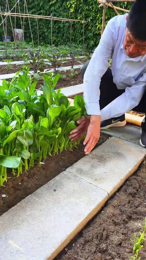 菜心种植技术视频，如何快速掌握关键技巧？-图1