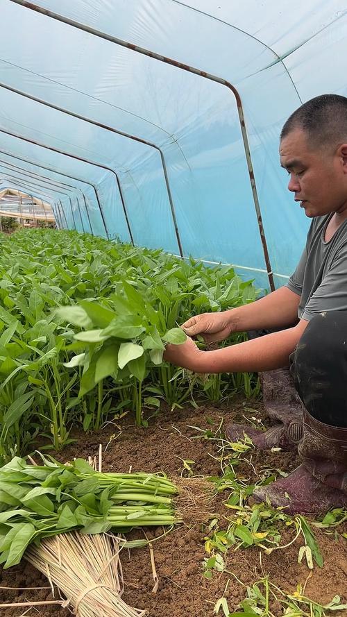 菜心种植技术视频，如何快速掌握关键技巧？-图2