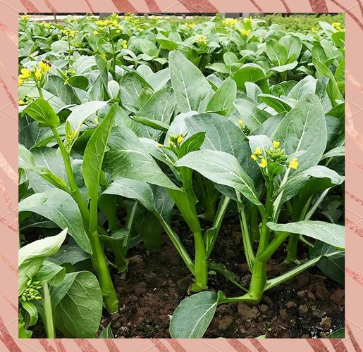 菜心种植技术视频，如何快速掌握关键技巧？-图3