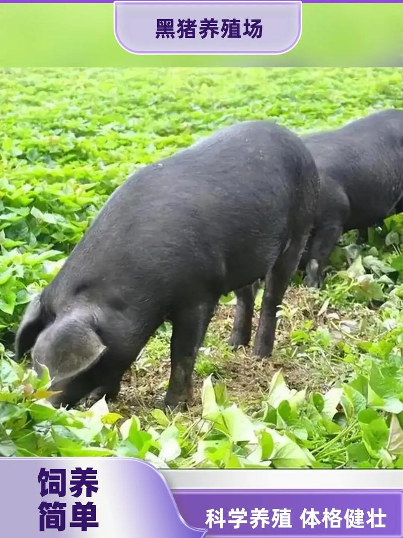 辽宁丹黑猪哪个品种好？-图1
