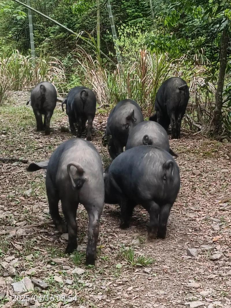 辽宁丹黑猪哪个品种好？-图3