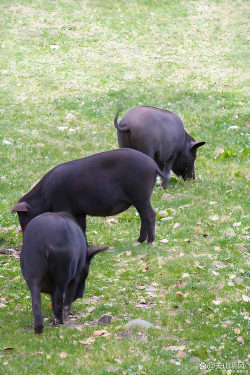 辽宁丹黑猪哪个品种好？-图2