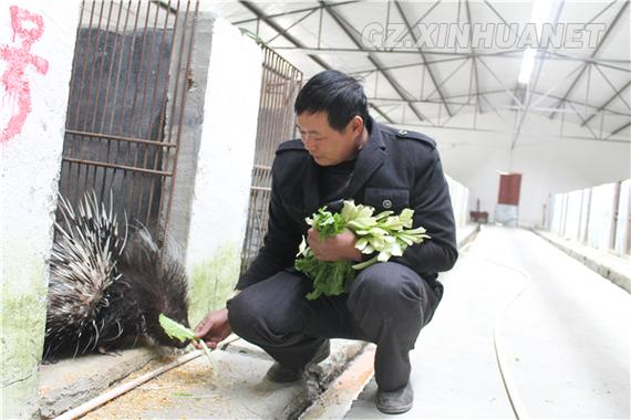 豪猪种苗现在价格多少？-图1