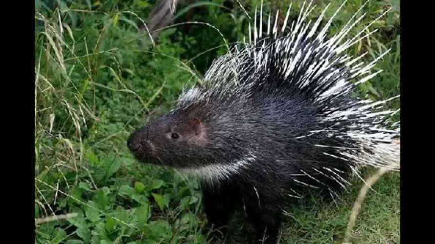 豪猪种苗现在价格多少？-图3