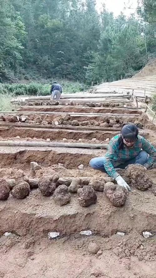 云南茯苓种植技术视频-图1