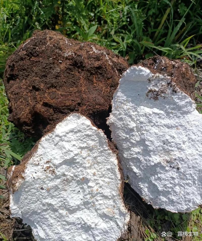 云南茯苓种植技术视频-图2