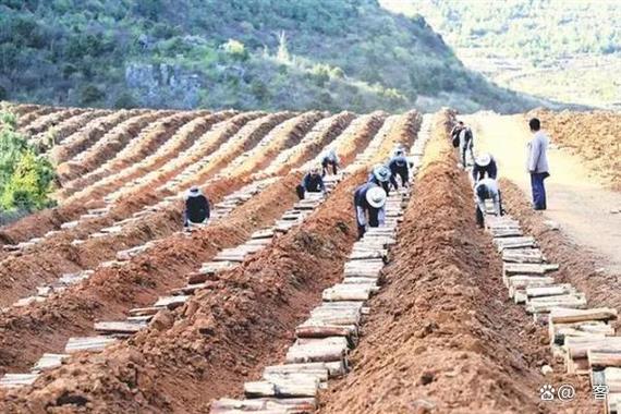 云南茯苓种植技术视频-图3