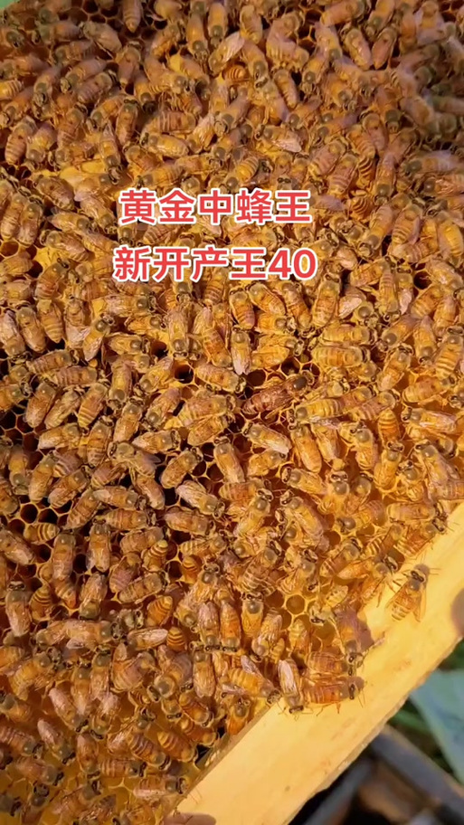 广西适合养殖哪些中蜂品种？-图1