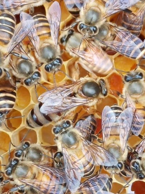 广西适合养殖哪些中蜂品种？-图2